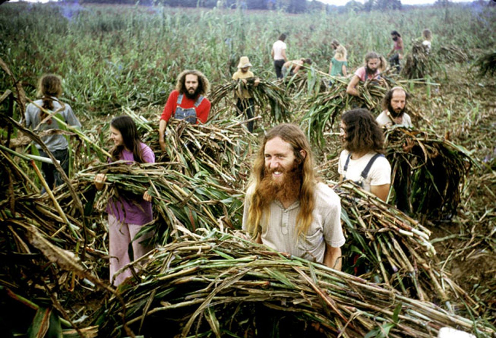 001 The Farm Sorghum Harvest
