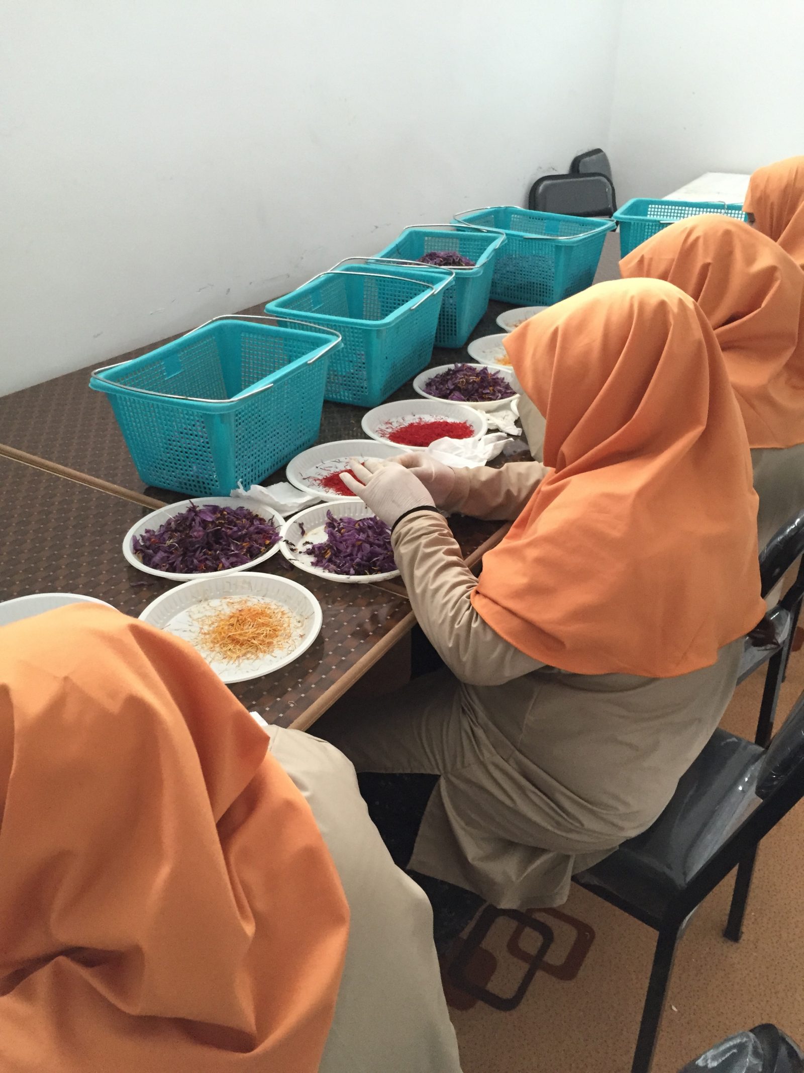Beyoncé, Saffron and the New Women Farmers of Afghanistan
