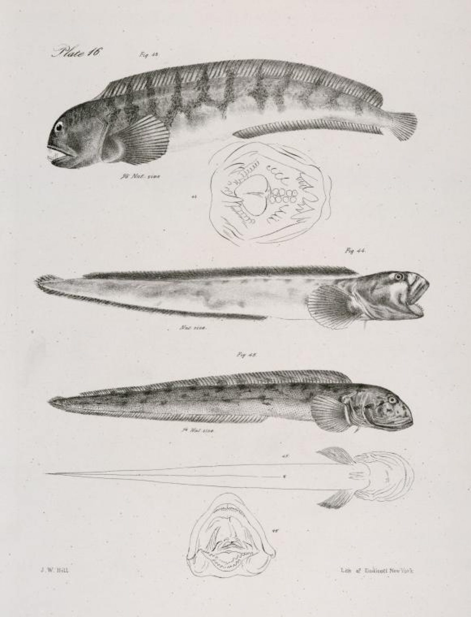 Otis Gray Eel 2