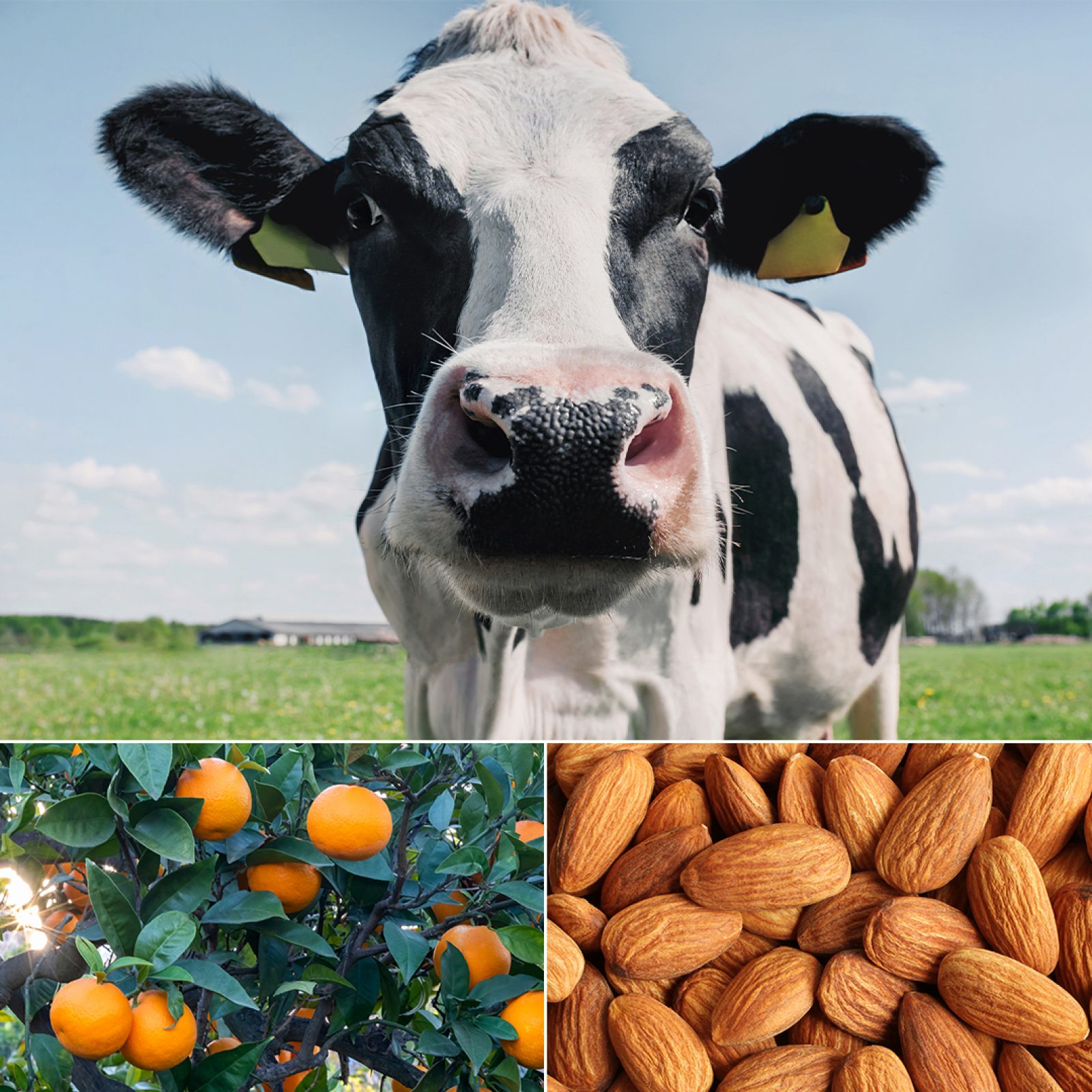 Radio cows oranges almonds