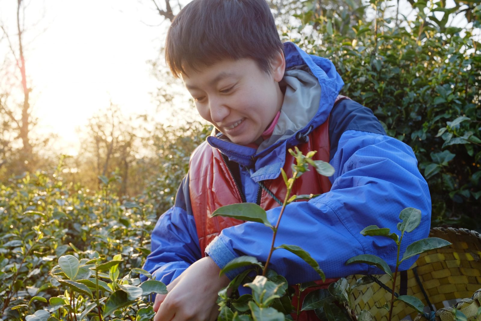 Shunan Picking Tea