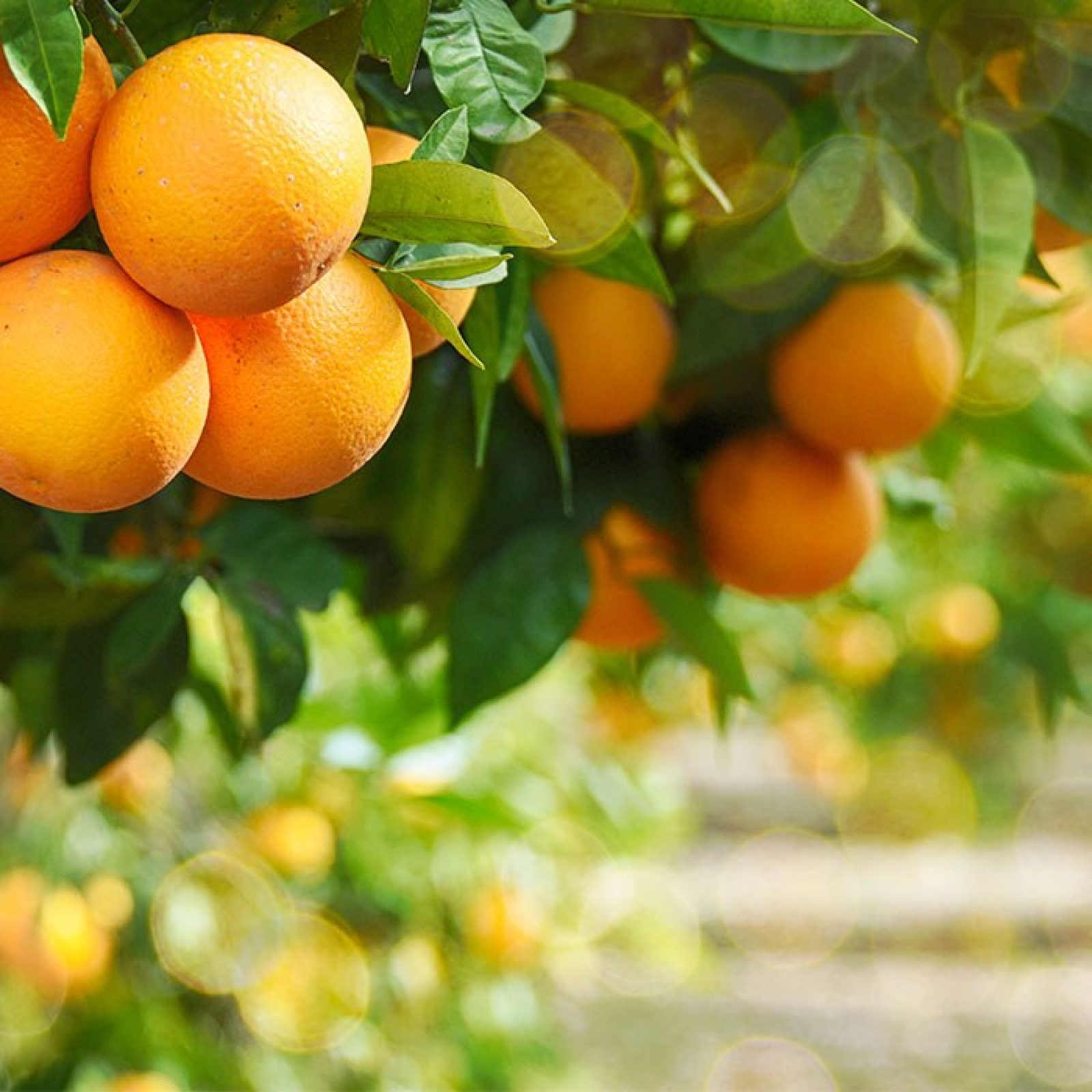 The Last Florida Orange: Death of An Industry?