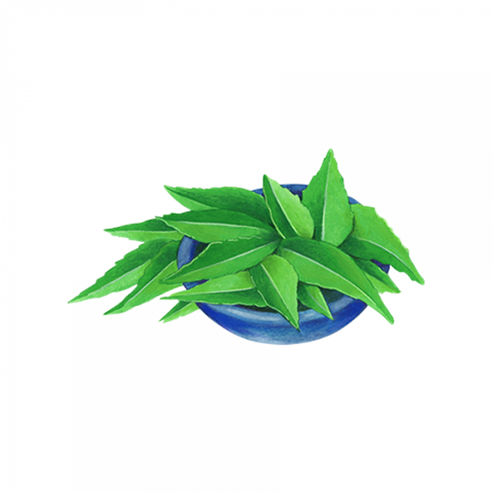 Asian Herbs 1
