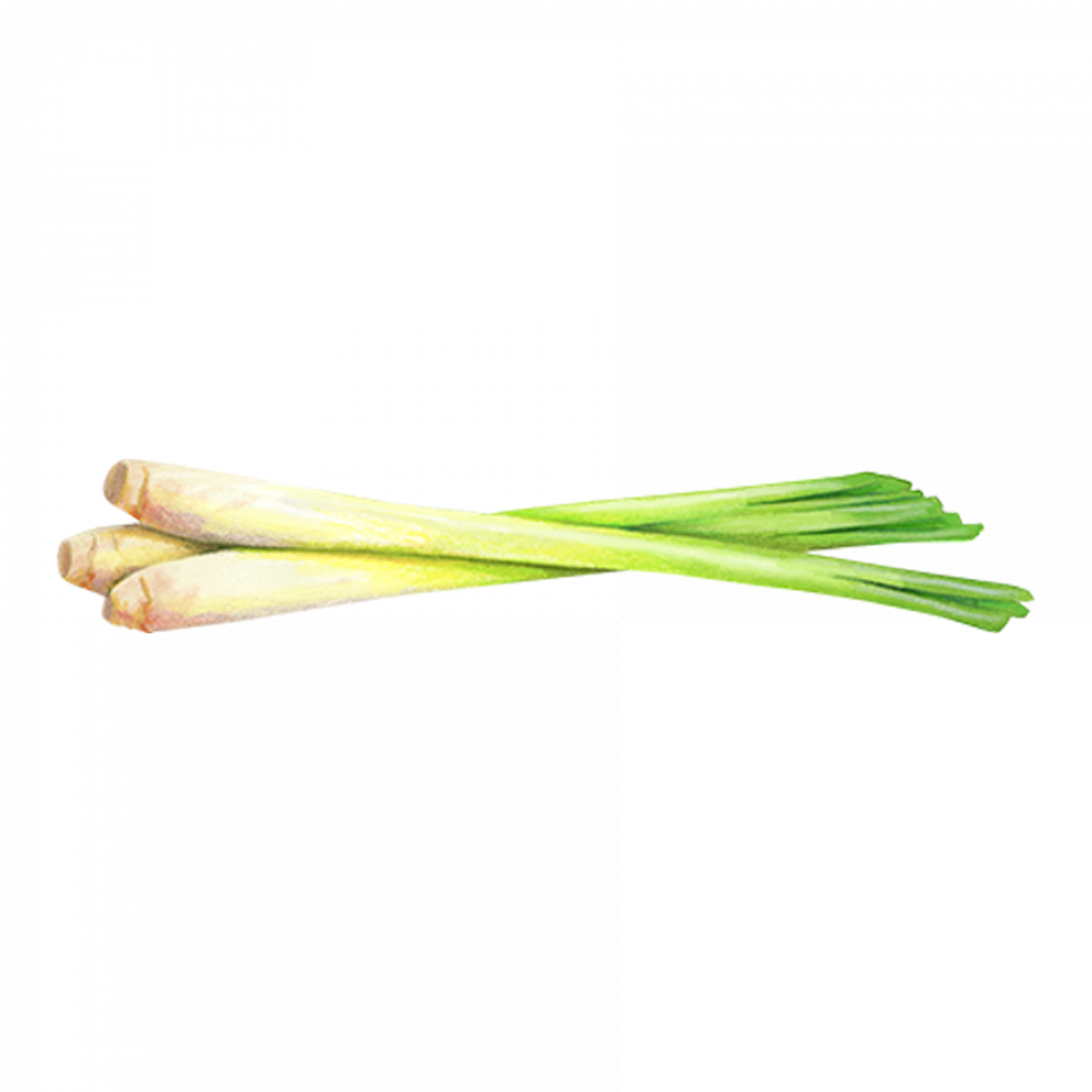 Asian Herbs 3