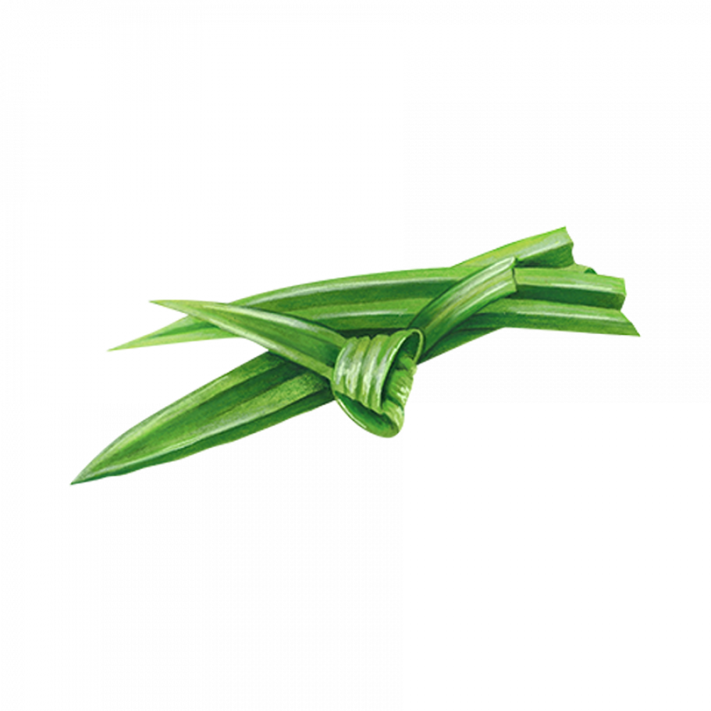 Asian Herbs 4