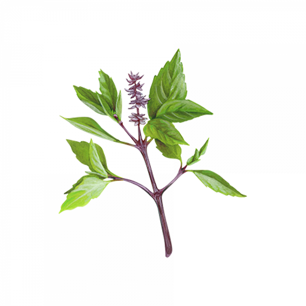 Asian Herbs 5