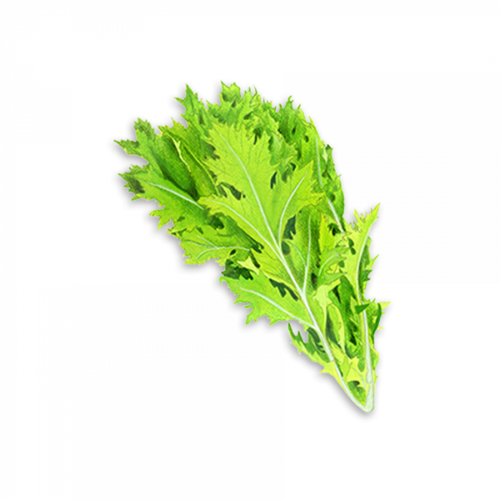 Bitter Greens Final Copy 3