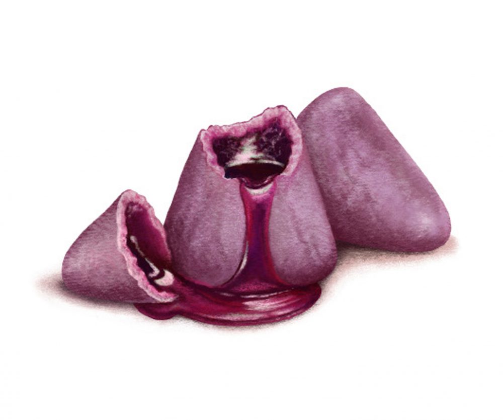 Illustration i46 Cuberdon