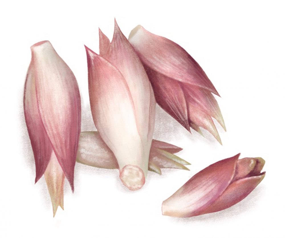 Illustrations i38 Myoga Ginger Flowers