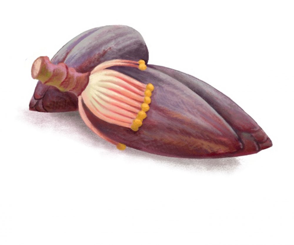 Illustrations i39 Banana Blossom