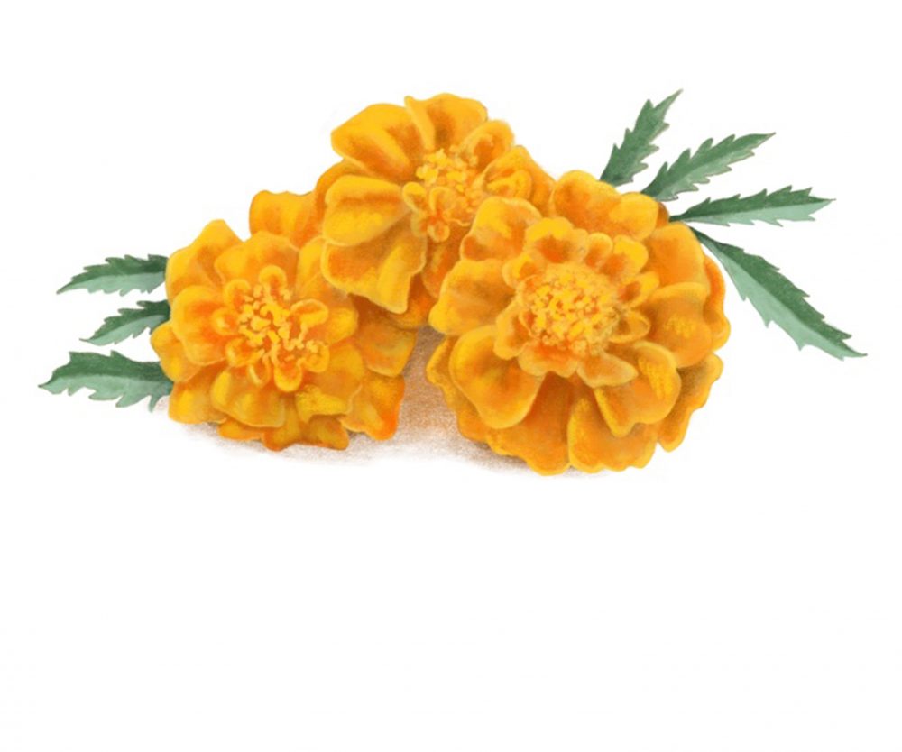 Illustrations i39 Marigolds
