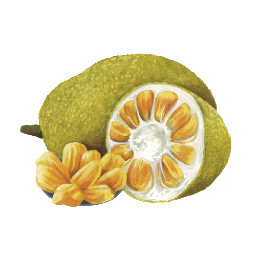 JACKFRUIT