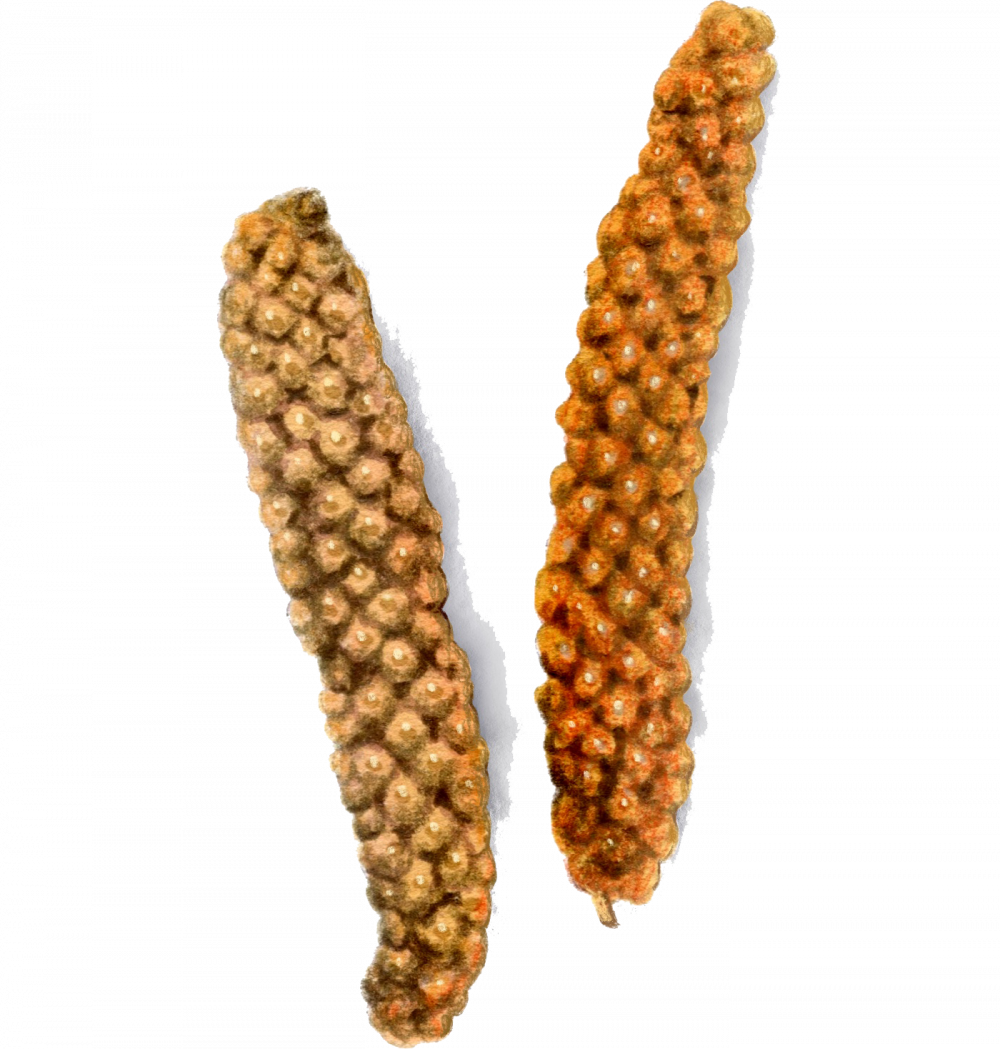 Long Peppercorns