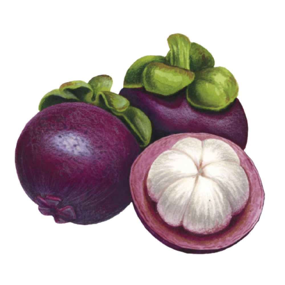 MANGOSTEEN