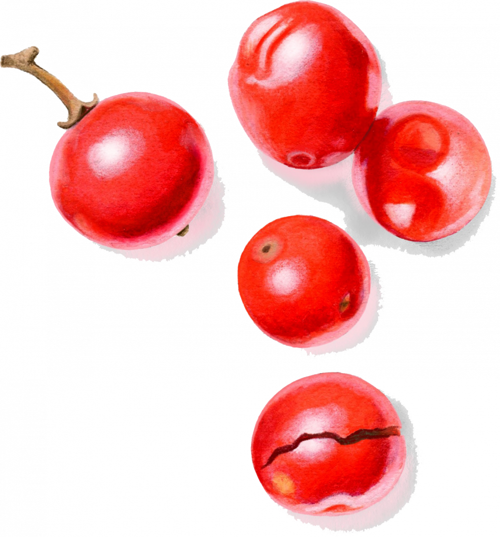 Pink Peppercorns