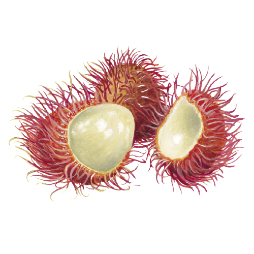 RAMBUTAN