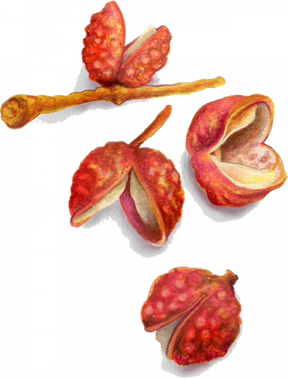 Sichuan Peppercorns
