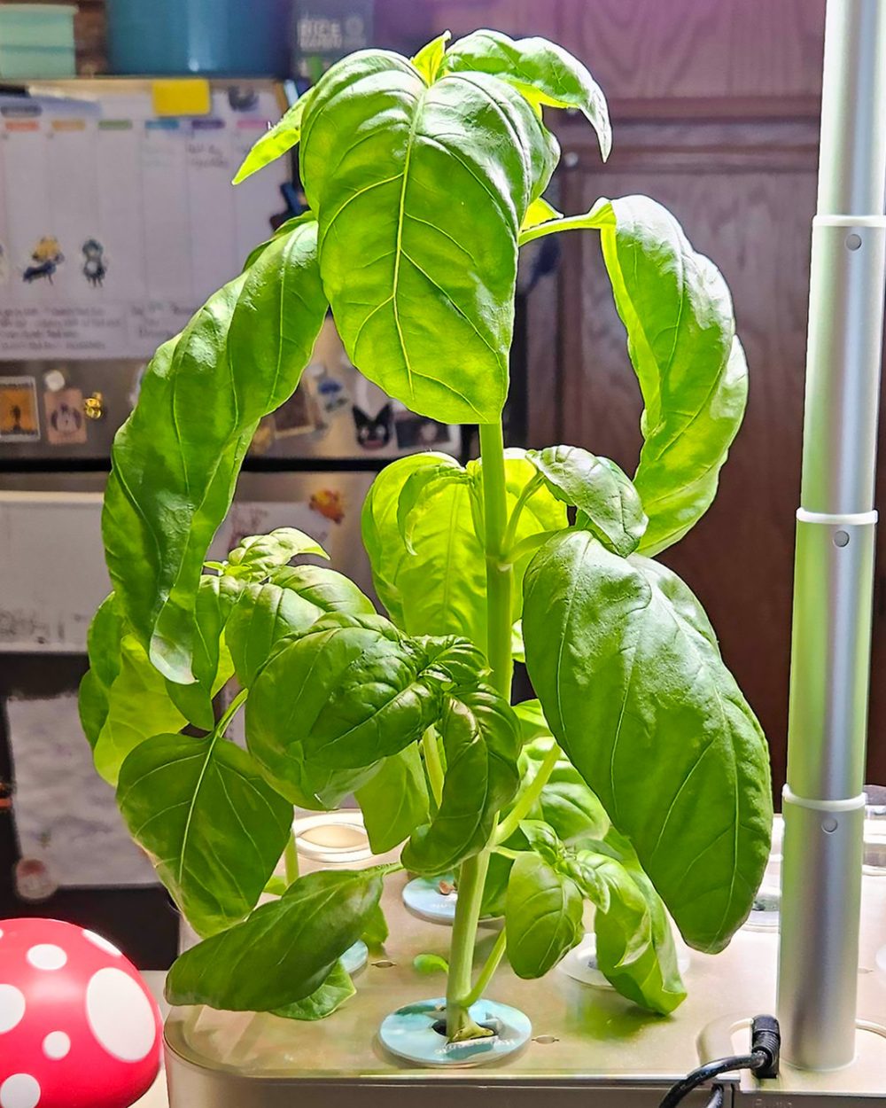 This Pesto is So Good I Started Growing My Own Basil to Make It 2