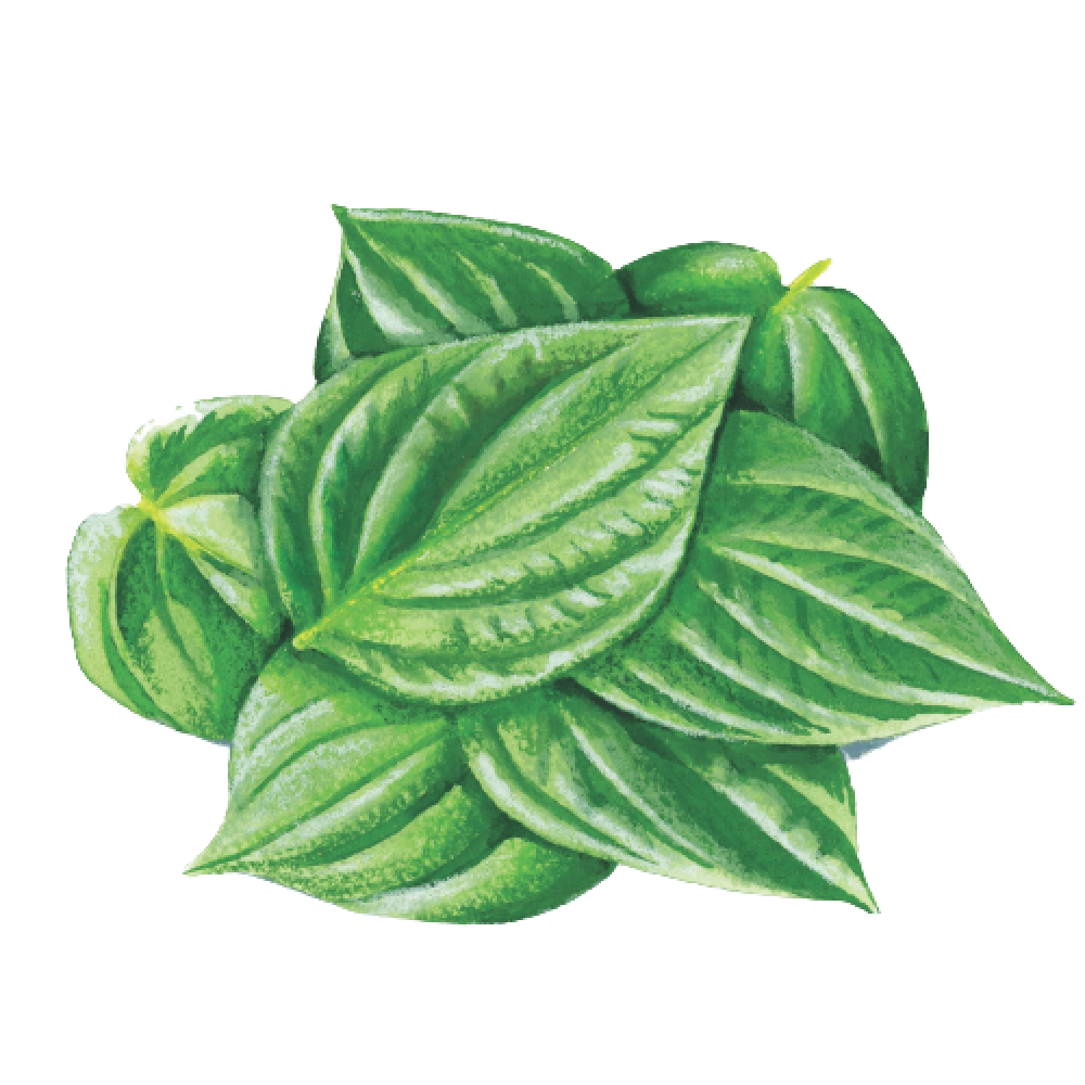 Betel leaves