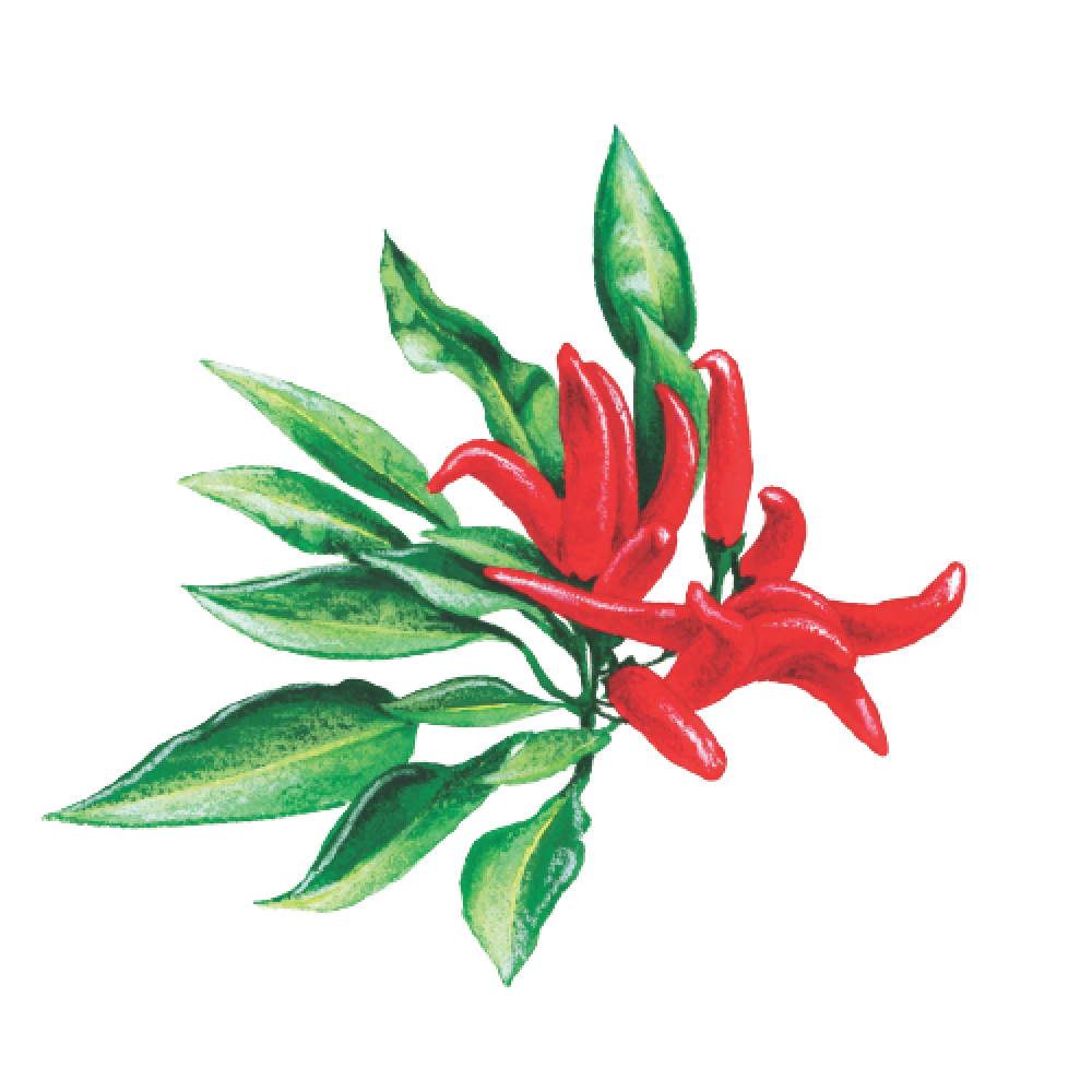 Chili leaves
