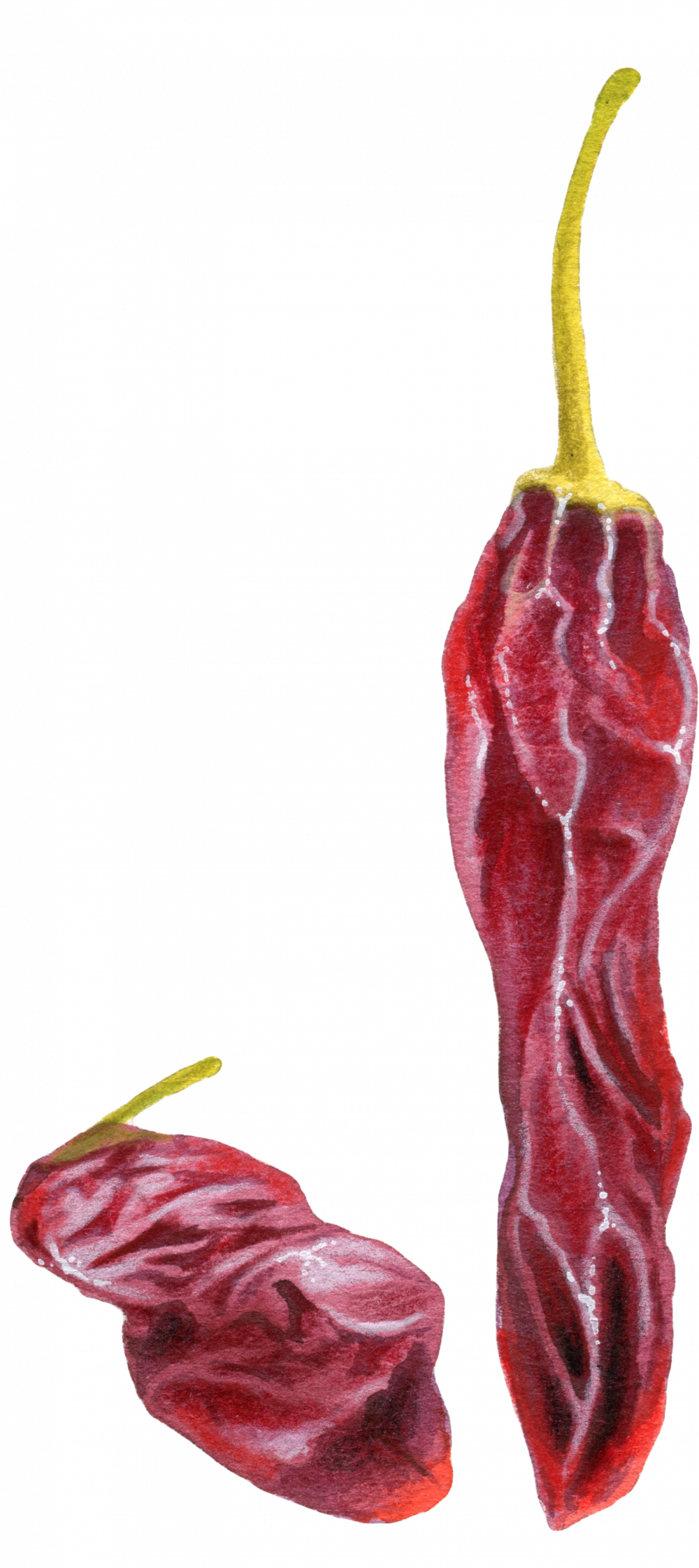 Chilli 3