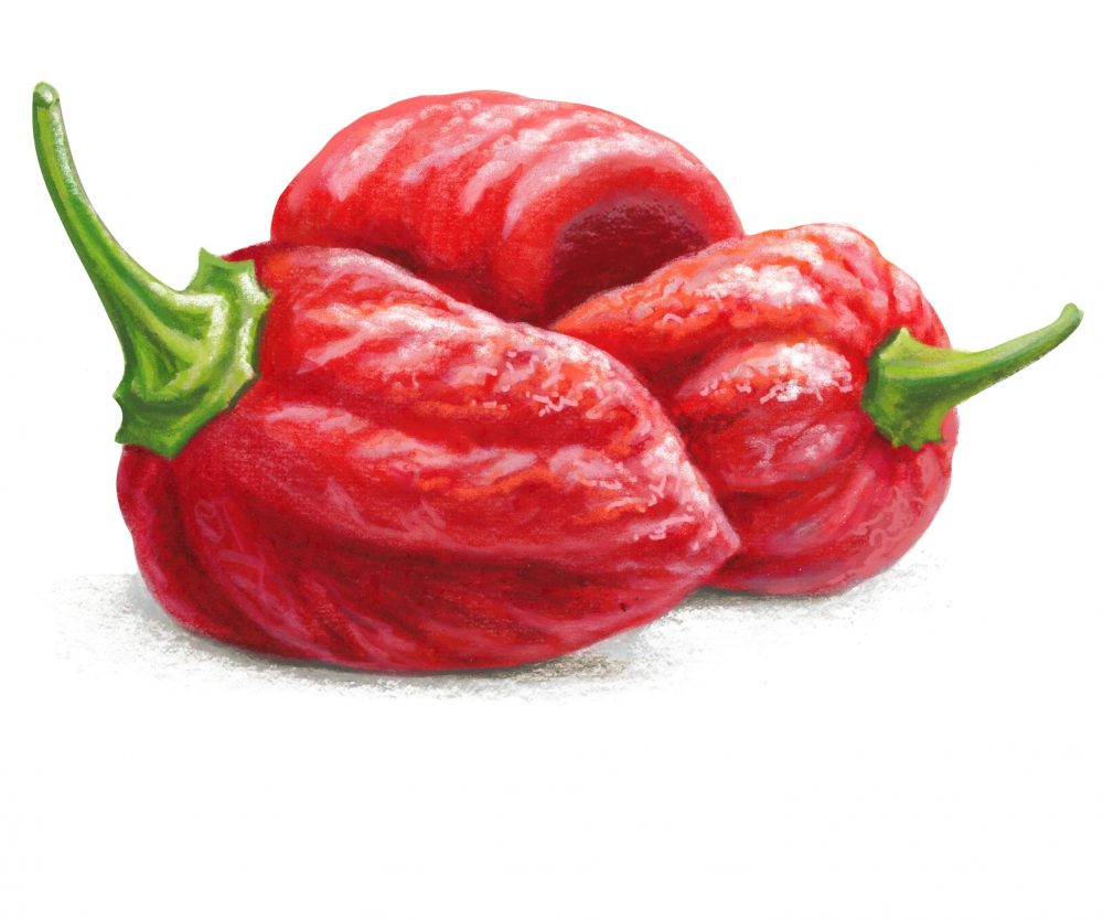 Fresh peppers bhut jolokia