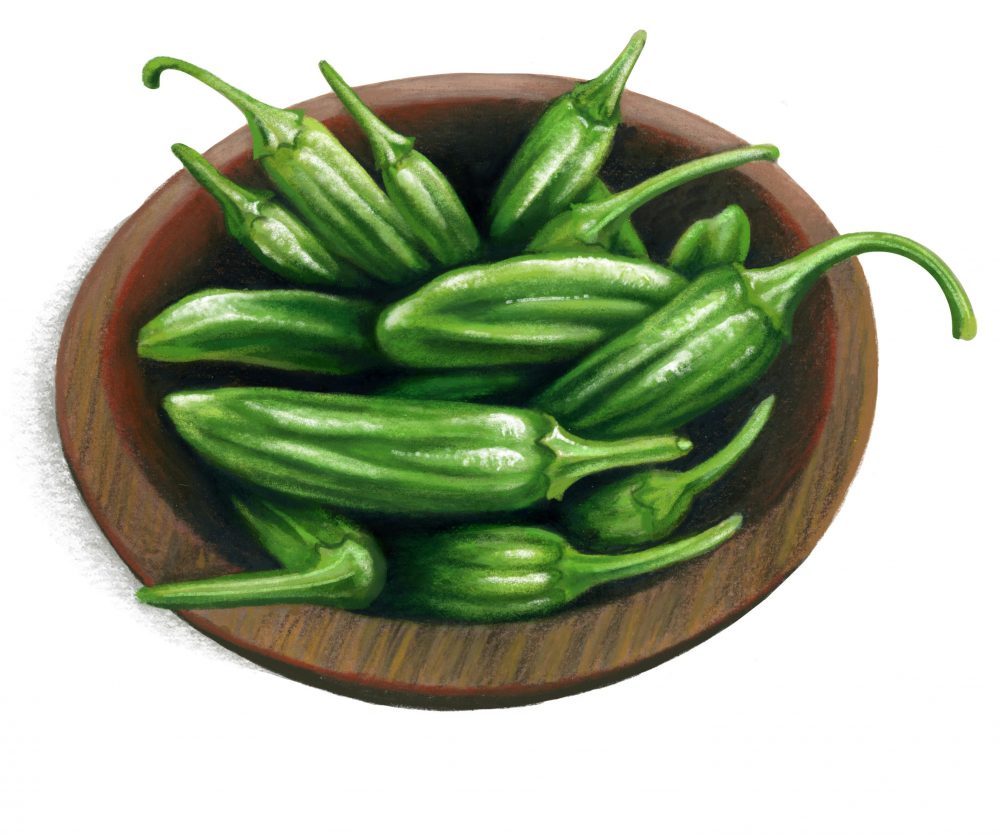 Fresh peppers shishito