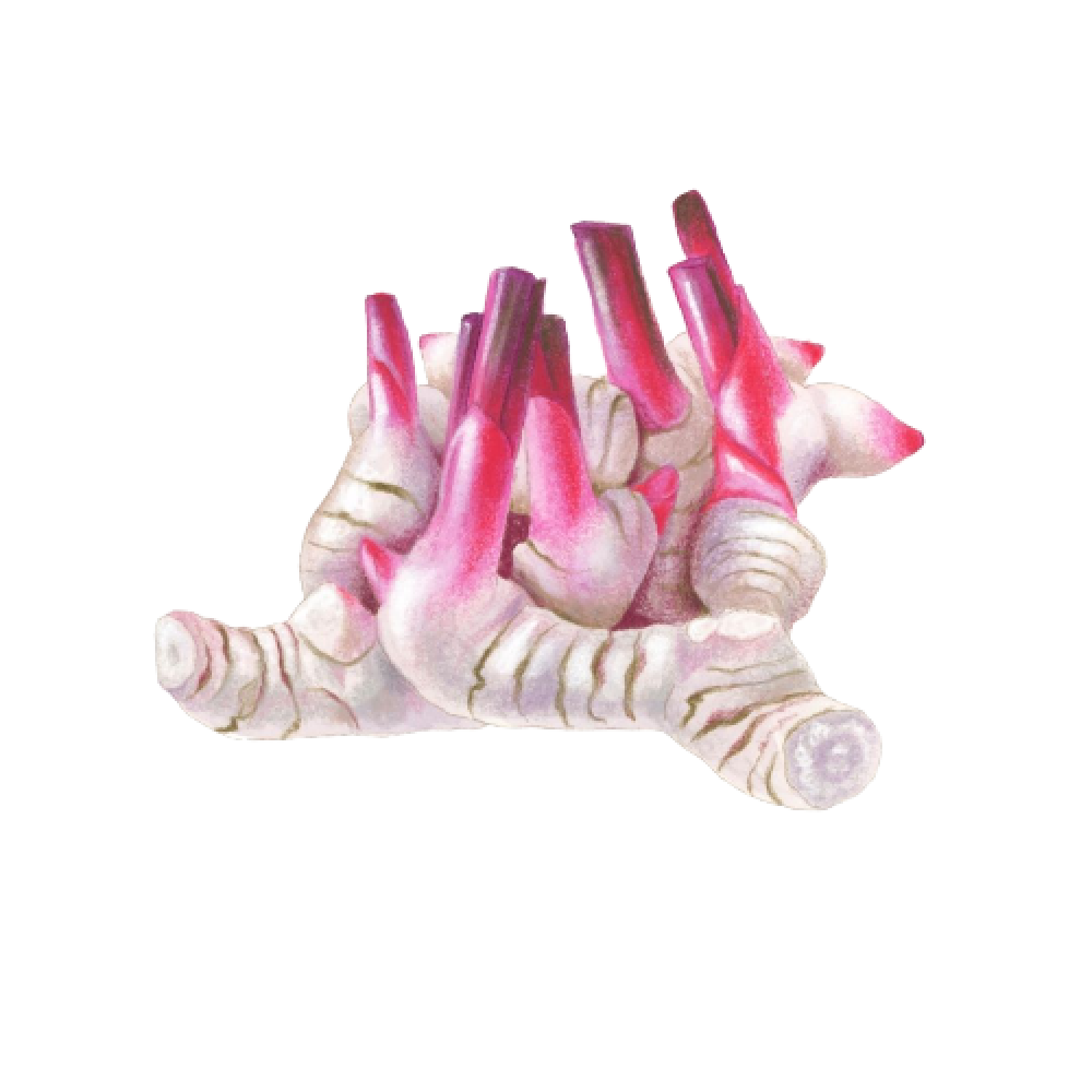 Galangal
