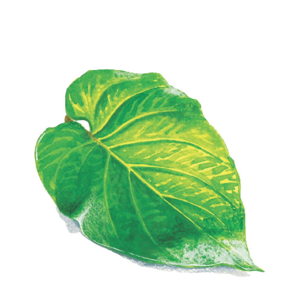Hoja santa leaves