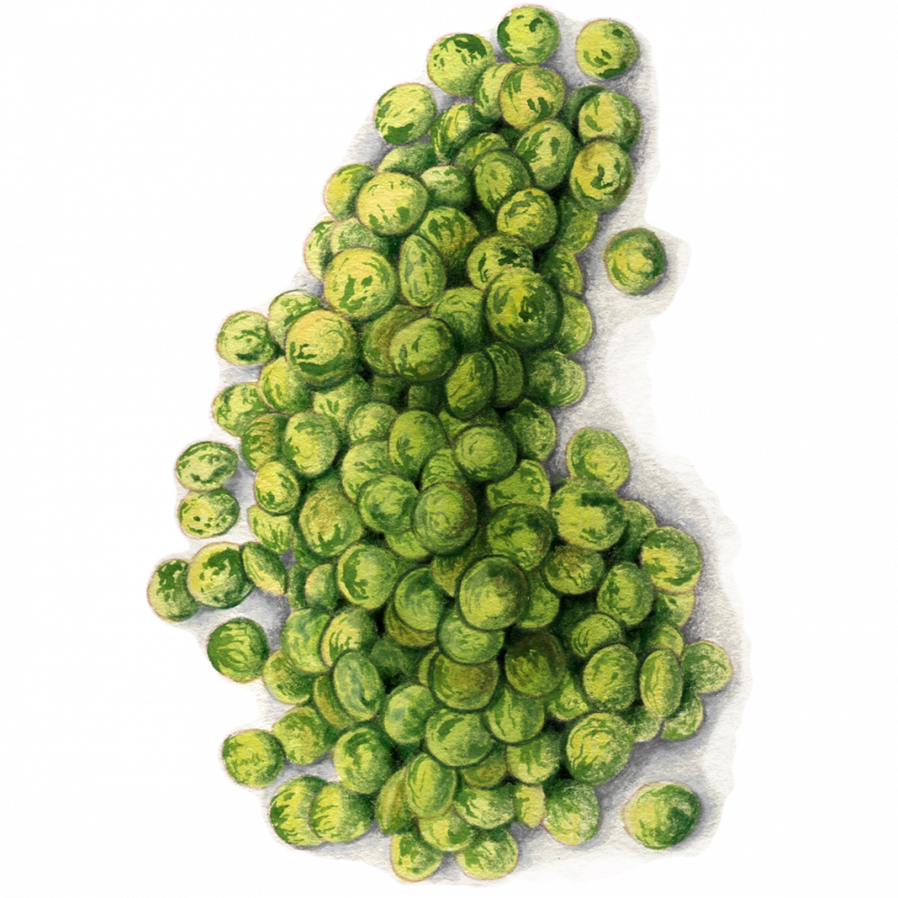 Lentil 1