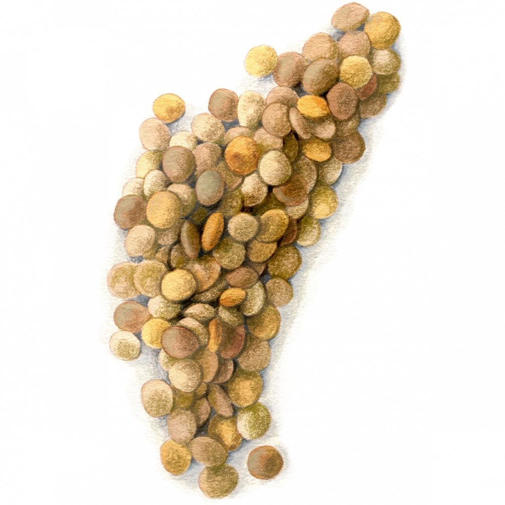 Lentil 2