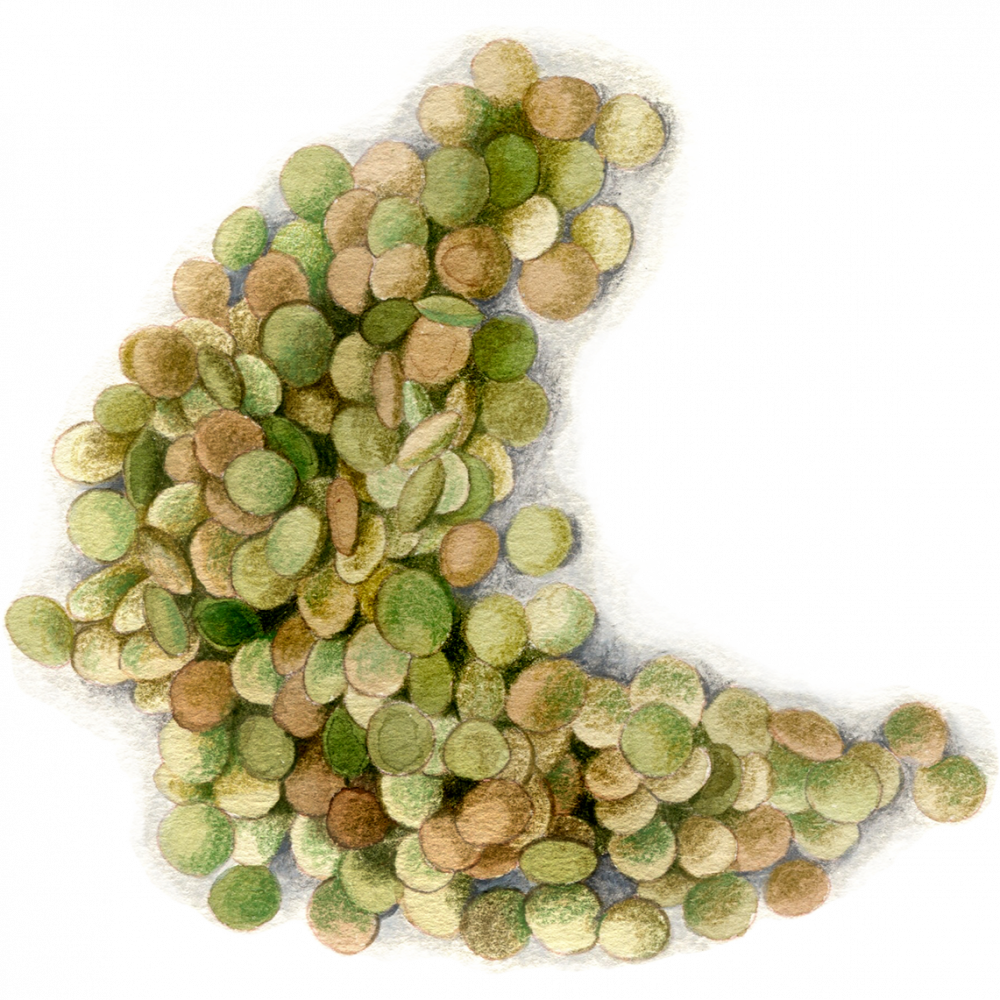 Lentil 4