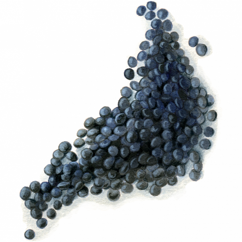 Lentil 5
