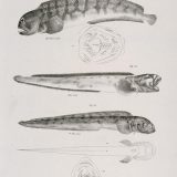 Otis Gray Eel 2