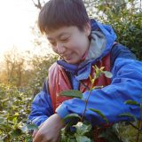 Shunan Picking Tea