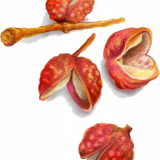 Sichuan Peppercorns